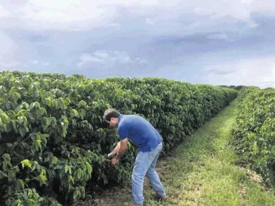 Zaradi spreminjanja podnebja bi lahko do leta 2050 izgubili polovico sedanjih nasadov kavovca. Samo v Braziliji, ki je največja svetovna proizvajalka kave, bi lahko izgubili do 79 odstotkov nasadov. Fotografija je  s plantaže kavovca v državi Bahia v Braziliji.