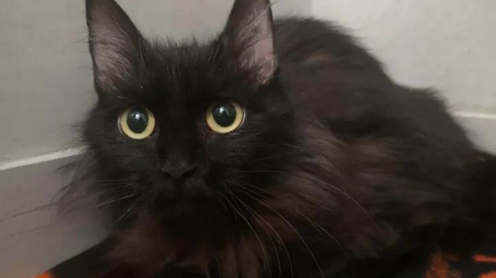 Mačka, Zaveti&scaron;če Gmajnice