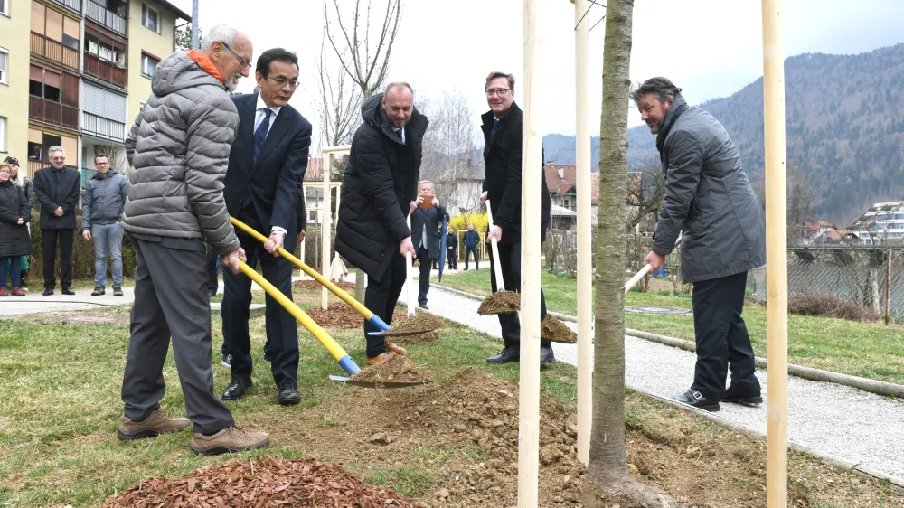 &Scaron;e zadnjo od 30 japonskih če&scaron;enj v sakura parku ob Rinži so posadili (z leve) olimpionik Miro Cerar, japonski veleposlanik Hiromichi Matsushima, Andrej Jan&scaron;a iz SDG, župan Vladimir Prebilič in direktor Yaskawa Slovenija Hubert Kosler. F 
