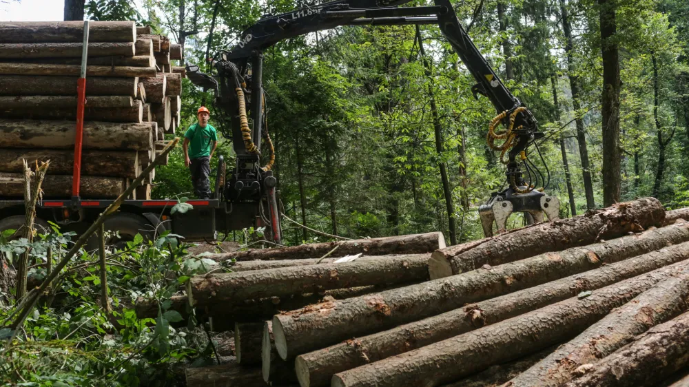 17.8.2016 - Lubadar - sanacija pokodovanih gozdov zaradi epidemije lubadarja - sečnja in spravilo pokodovanega lesa - podrta - polomljena drevesa - gozdovi - gozd - les - hlodovina -&nbsp; gozdarstvo - &nbsp;&nbsp;&nbsp;&nbsp;//FOTO: Luka Cjuha.