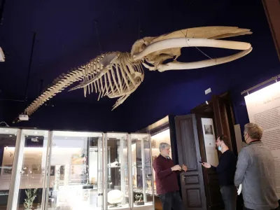 - 23.03.2022 - Prirodoslovni muzej Slovenije &ndash; državni muzej z naravoslovno, znanstveno in pedago&scaron;ko vsebino, ki ima svoje prostore v palači Rudolfinum, Pre&scaron;ernova cesta 20 v Ljubljani//FOTO: Tomaž Skale