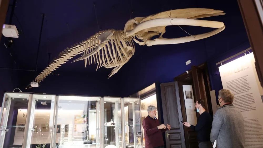 - 23.03.2022 - Prirodoslovni muzej Slovenije &ndash; državni muzej z naravoslovno, znanstveno in pedago&scaron;ko vsebino, ki ima svoje prostore v palači Rudolfinum, Pre&scaron;ernova cesta 20 v Ljubljani//FOTO: Tomaž Skale