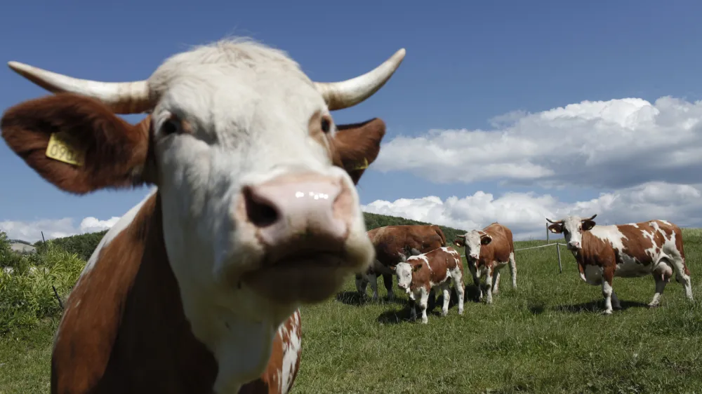  govedoreja - krave - krava -ivinoreja - panik - //FOTO: Luka Cjuha