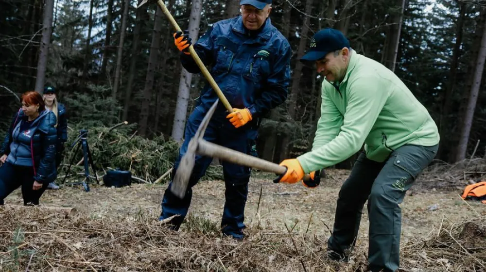 Slovenski državni gozdovi, akcija pomladitve gozdov, Robert Tomazin