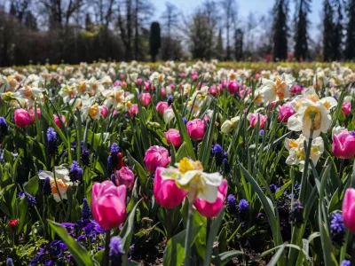 tulipani, narcise- 09.04.2020 - Arboretum Volčji Potok  voden ogled med spomladanskimi cvetlicami //FOTO: Bojan Velikonja