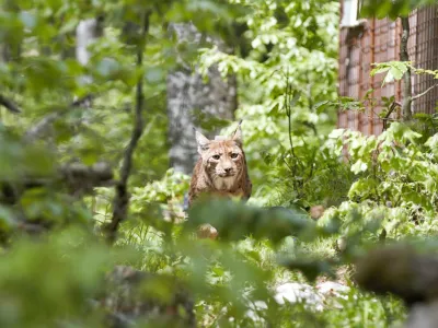 Ris Blisk, Life Lynx