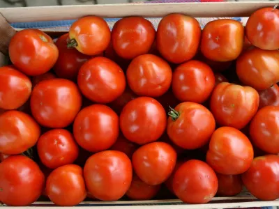 - kmetijstvo - poljedelstvo - zelenjava - lokalni pridelki - ekoloke kmetije - paradinik<br><br><br><br><br><br><br>//FOTO: Toma Skale