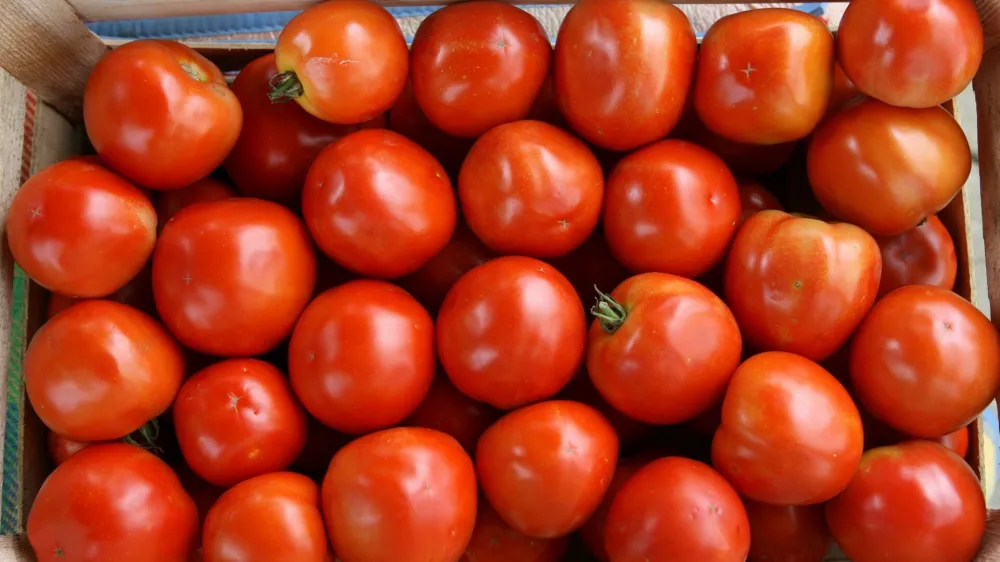 - kmetijstvo - poljedelstvo - zelenjava - lokalni pridelki - ekoloke kmetije - paradinik<br><br><br><br><br><br><br>//FOTO: Toma Skale