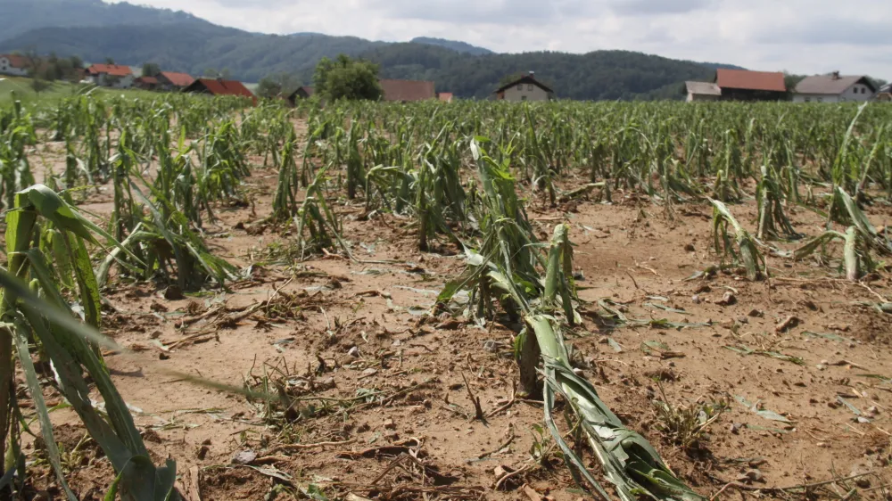 &raquo;Kot bi čez polje peljal velik kombajn,&laquo; je dejal eden od kmetov v okolici &Scaron;entruperta, ki je nemočno opazoval razdejanje, kakr&scaron;nega na Dolenjskem ne pomnijo.