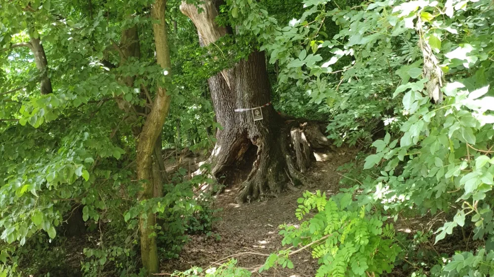 Obiskovalce prosimo, naj se v času sečnje zaradi lastne varnosti izognejo delovi&scaron;ču oz. upo&scaron;tevajo navodila izvajalcev del. Svetujemo, naj ne nosijo slu&scaron;alk, ki bi preprečile zaznavanje okolice. Psi morajo biti na povodcu.