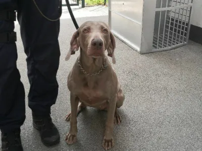 Policijska psička Dona bo lahko ostala s svojim upokojenim vodnikom. 