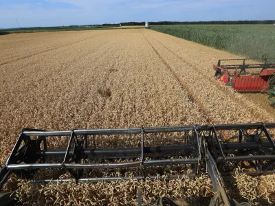 Žetev p&scaron;enice - p&scaron;enicaAndrej Petelin&scaron;ek/Večer