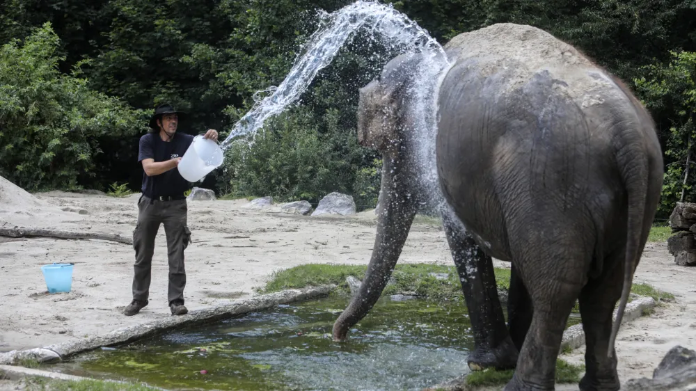 Slonico Gango oskrbnik Matija Ram&scaron;ak vsak dan ohladi z nekaj vedri vode.