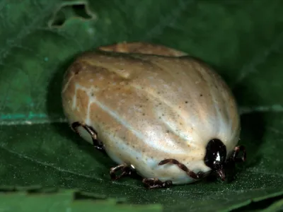 Nahranjene samice dvogostiteljskega klopa ni težko ločiti od gozdnega klopa. Postane namreč velika kot člove&scaron;ki palec.&nbsp;