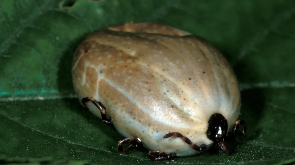 Nahranjene samice dvogostiteljskega klopa ni težko ločiti od gozdnega klopa. Postane namreč velika kot člove&scaron;ki palec.&nbsp;