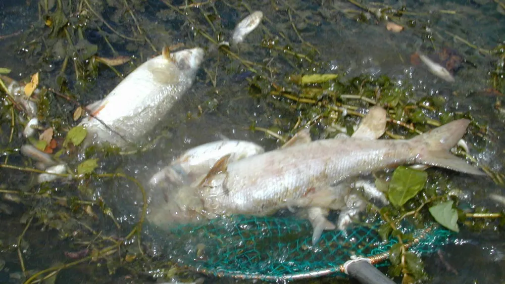 Ribiči RD Barje so iz Grada&scaron;čice potegnili več poginulih rib. (slika je simbolična) Q