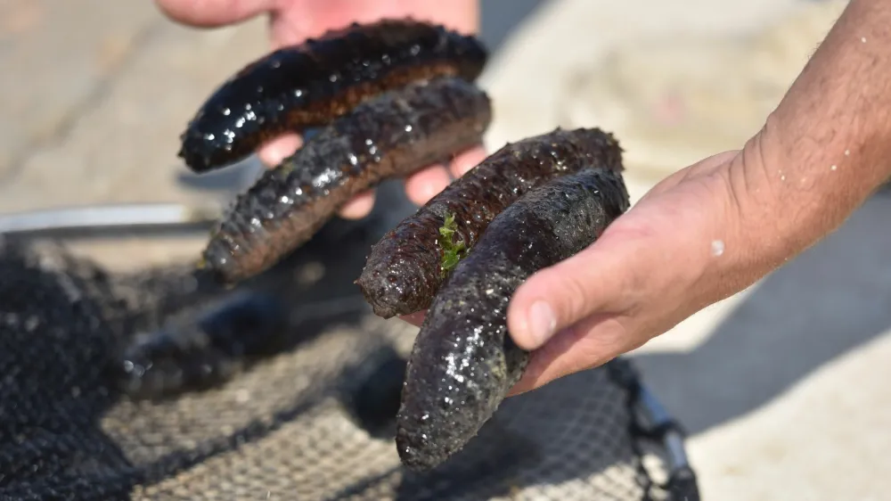 Brez morskih kumar na morskem dnu začenja primanjkovati kisika, poleg tega preprečujejo pretirano razra&scaron;čanje bakterij.&nbsp;