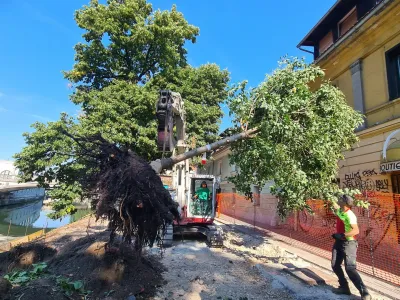 presaditev lipe Petkov&scaron;kovo nabrežje