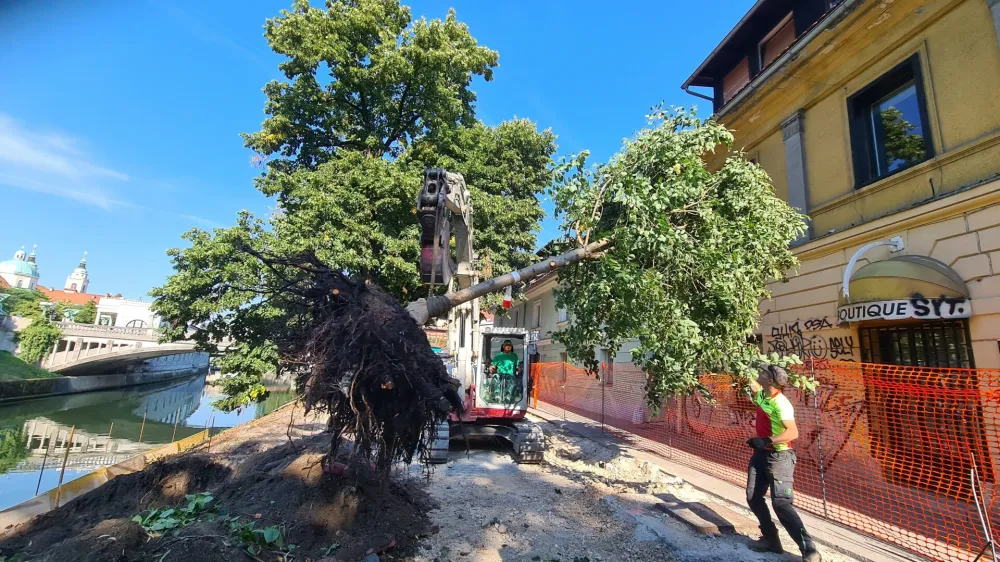 presaditev lipe Petkov&scaron;kovo nabrežje