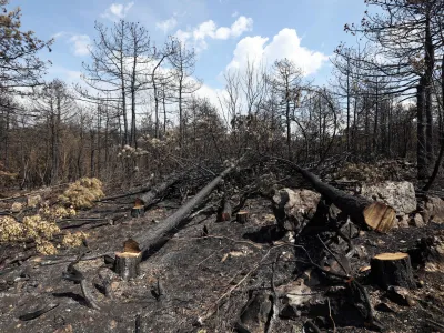 - 26.07.2022 - Kras - požar - pogori&scaron;če po požaru na Krasu - drevesa<br><br><br>//FOTO: Tomaž Skale