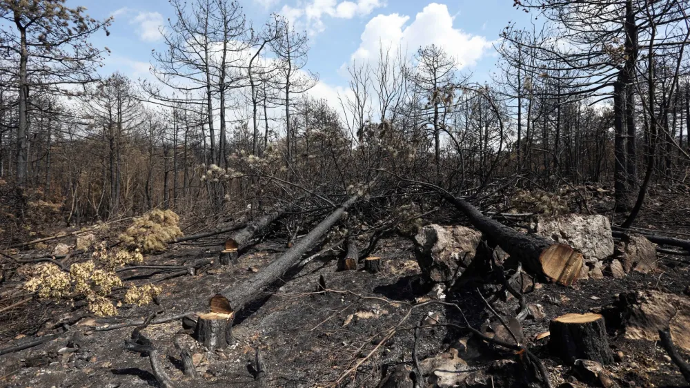 - 26.07.2022 - Kras - požar - pogori&scaron;če po požaru na Krasu - drevesa<br><br><br>//FOTO: Tomaž Skale