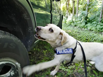 - Urjenje policijskih psov, policija, pes policistFOTO: JAKA GASAR / NEDELJSKIOPOMBA: SAMO ZA OBJAVO V NEDELJSKEM DNEVNIKU TER EDICIJAH DNEVNIKA