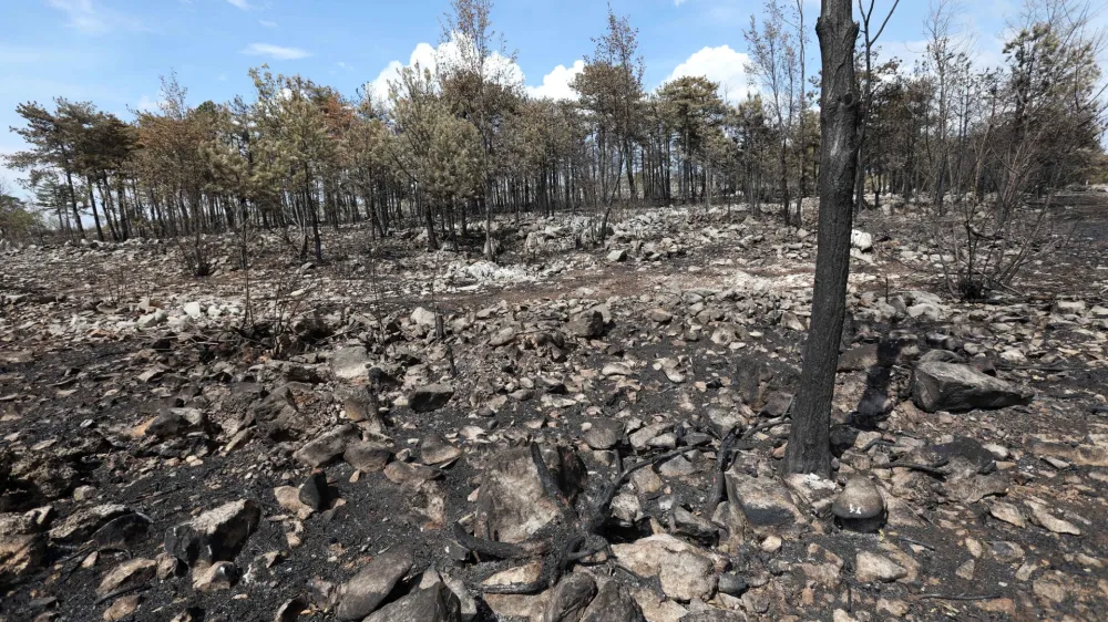 - 26.07.2022 - Kras - požar - pogori&scaron;če po požaru na Krasu - drevesa<br><br><br>//FOTO: Tomaž Skale