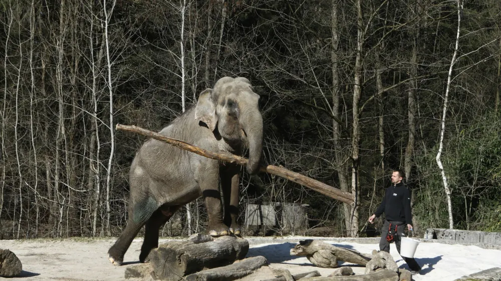  03.03.2022 - ivalski vrt ZOO Ljubljana - Živalski vrt, slovnica Ganga<br><br> <br><br>//FOTO: Luka Cjuha.