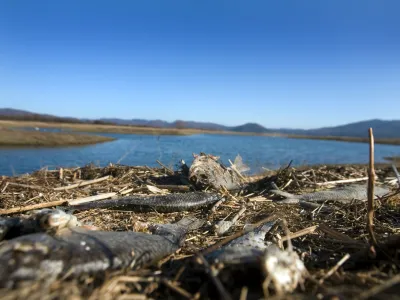 Cerkniko jezero, naplavljene mrtve ribe.    //FOTO: Bojan Velikonja