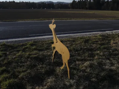 Na slovenskih cestah na&scaron;tejejo povprečno od 4900 do 6800 povoženih prostoživečih živali na leto, lani so jih blizu osem tisoč.
Foto: Jaka Gasar&nbsp;