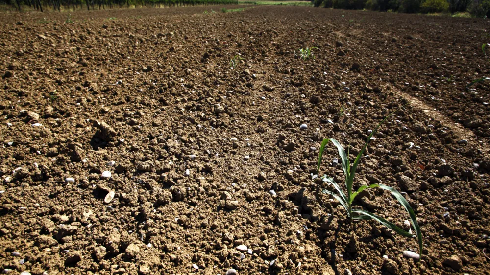 suha zemlja- Vipavska dolina 2012 - su&ouml;a      //FOTO: Jaka Gasar