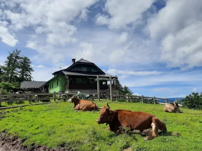 Okras priljubljene izletni&scaron;ke točke na južnem pobočju Begunj&scaron;čice je govedo na pa&scaron;i.&nbsp;