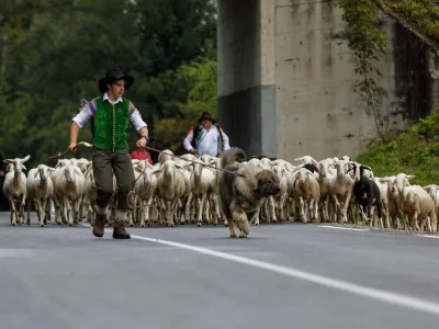 V soboto bodo v okviru prireditve Ovčarski bal vnovič obudili tradicionalne običaje, povezane z ovčarstvom in zaključkom pa&scaron;ne sezone.&nbsp;