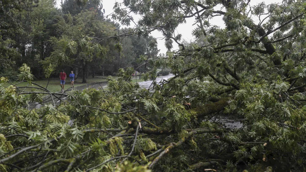 - 18.08.2022 &ndash; neurje v Ljubljani - podrta drevesa - Tivoli //FOTO: Jaka Gasar