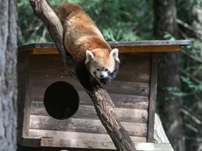Mačji panda - 14.09.2022 &ndash; Živalski vrt ZOO Ljubljana - prvi mladič mačjega pande, ki se je skotil v ZOO Ljubljana. //FOTO: Luka Cjuha