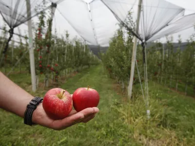 Na kmetijskem ministrstvu zagotavljajo, da s posodobljenim strate&scaron;kim načrtom razvoja kmetijstva za naslednjih pet let dvigujejo okoljske in podnebne ambicije ter podpirajo kmetijstvo, ki bo zagotavljalo varno preskrbo s kakovostno hrano.
&nbsp;