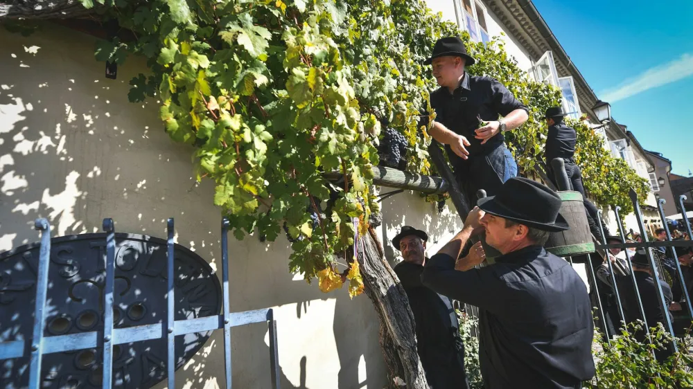 Najstarej&scaron;a trta na svetu