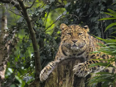 Amur leopard on a tree looking into the camera.