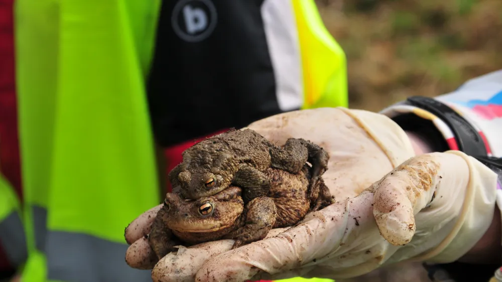 par krastača su&scaron;a