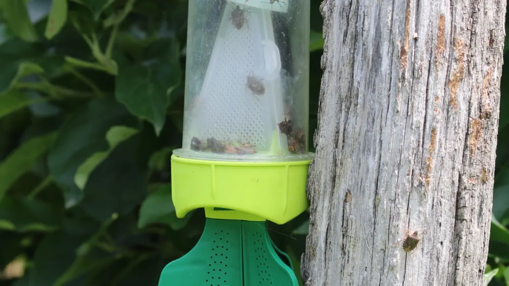 Feromonske vabe za smrdljivce, ki jih lahko postavimo pri hi&scaron;i, tudi na okensko polico. Foto: BF