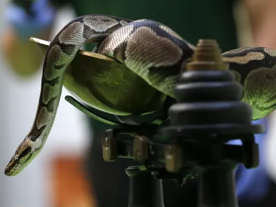 A royal python sits on a scale during the annual weigh-in at London Zoo, London, Wednesday, Aug. 21, 2013, where creators are weighed and measured for their measurements to be recorded into the Zoological Information Management System (ZIMS). The python weighted in at 600g. (AP Photo/Sang Tan)