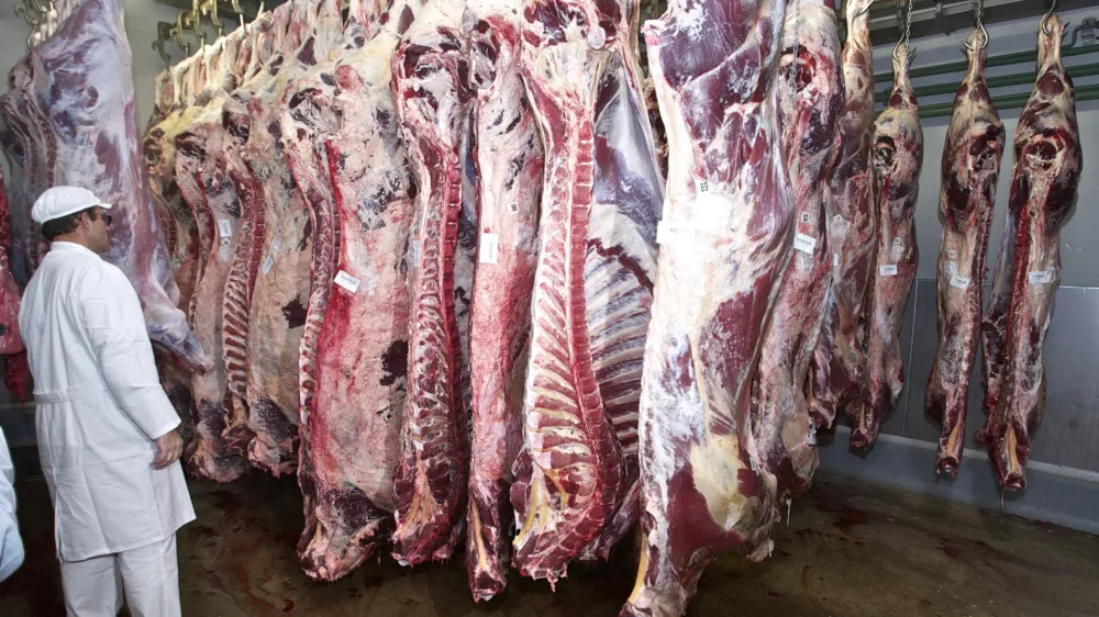 klavnica &Scaron;kofja Loka, meso, govedo, veterinar   - Veterinarska uprava RS (Vurs) ob 250. obletnici veterinarskega poklica - ogled celotnega postopka nadzora VURS v času obratovanja klavnice in varnosti krme ter nadzor varnosti živil živalskega izvora v primarni proizvodnji (mlekarna in sirarna).  //FOTO: Jaka Adamič 