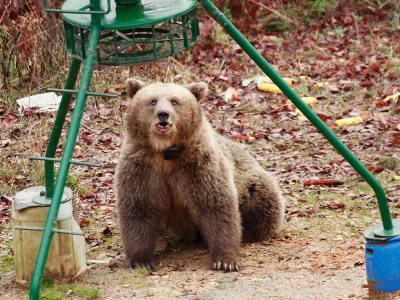 medved, raziskava, odstrel