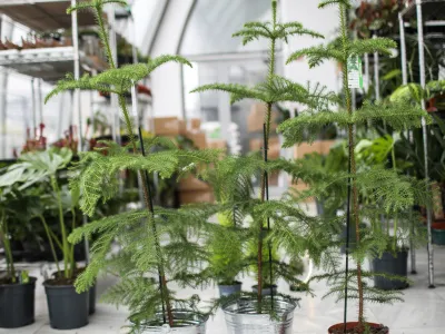 V trgovini in na spletu Džungla Plants ponuja smrečice, ki bodo kot lončnice krasile dom več let.