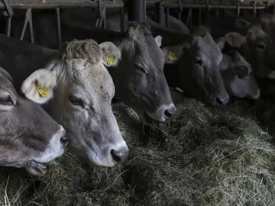- simbolična fotografija - krava, domača žival - govedoreja<br> <br>- 15.04.2022 - Pivka - Ekolo&scaron;ka Kmetija Jernuclevi, Petelinje 27, - proizvodnja mleka in predelava v mlečne izdelke -<br> <br>//FOTO: Jaka Gasar