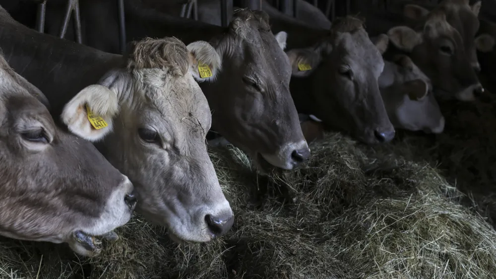 - simbolična fotografija - krava, domača žival - govedoreja<br> <br>- 15.04.2022 - Pivka - Ekolo&scaron;ka Kmetija Jernuclevi, Petelinje 27, - proizvodnja mleka in predelava v mlečne izdelke -<br> <br>//FOTO: Jaka Gasar