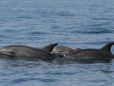 Dru&scaron;tvo Morigenos, delfini