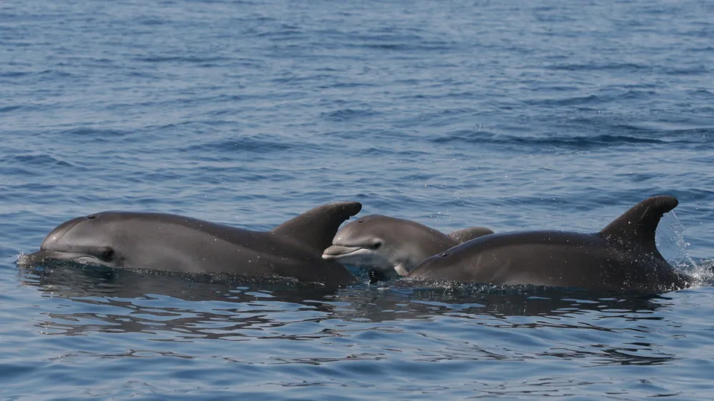 Dru&scaron;tvo Morigenos, delfini