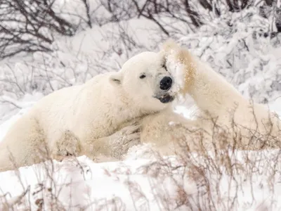 FILE PHOTO: Polar bears spar near the Hudson Bay community of Churchill, Manitoba, Canada November 20, 2021.&nbsp;Picture taken November 20, 2021. REUTERS/Carlos Osorio/File Photo