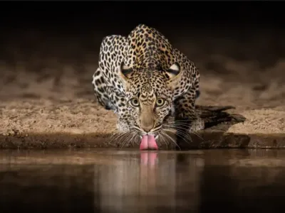 Po vodo so pri&scaron;li tudi leopardi. 